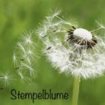 pusteblume2-b3586c6d280de64f02fda948f5cade7b